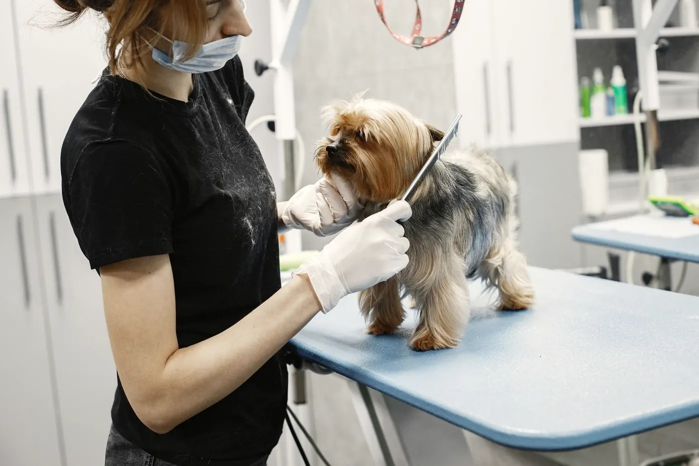 A groomer brushing out a small dog's coat on a grooming table