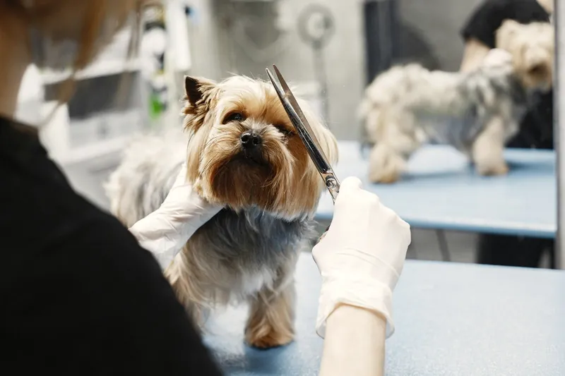 Close detail of scissors trimming the fur around a dog's face