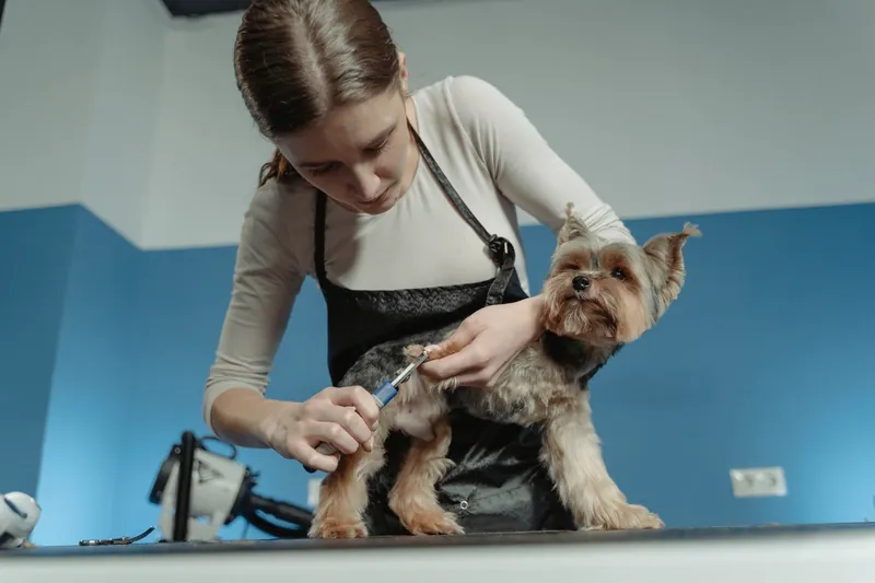 Close detail of a groomer carefully clipping a small dog's paw