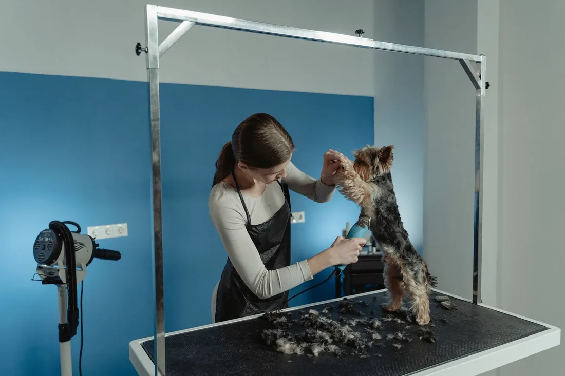 A groomer carefully trimming a small dog on a grooming table