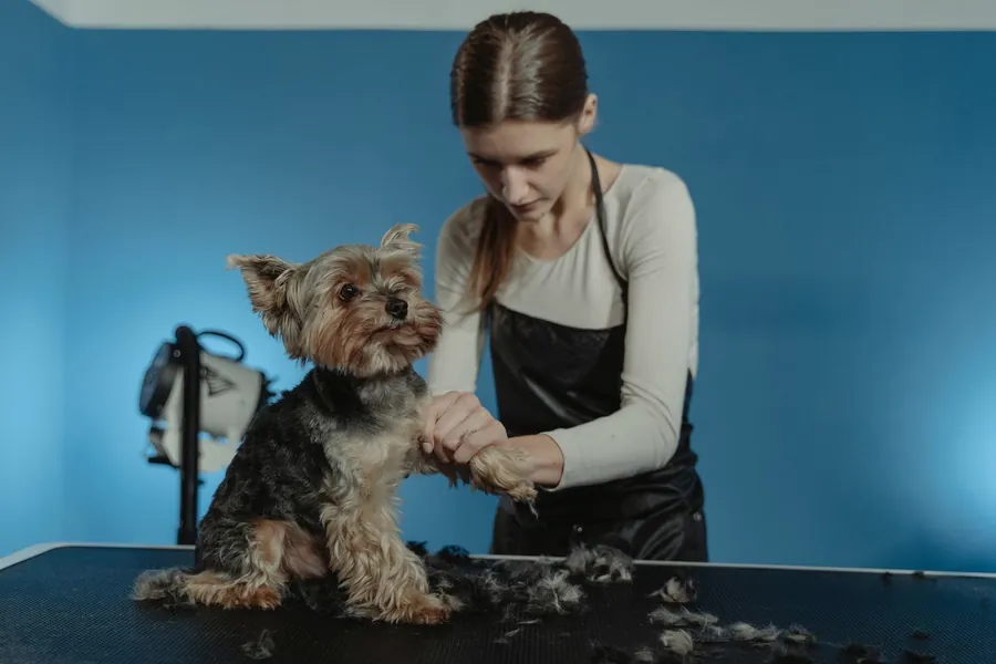 A groomer gently holding a small dog on a grooming table
